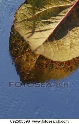 Close-up of a leaf on a wet glass View Large Photo Image Stock Photograph - Close-up of a leaf on a wet glass. Fotosearch