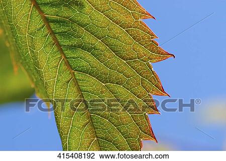 Stock Image - Close-up of a leaf. Fotosearch