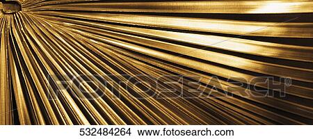 Close-up of a palm leaf View Large Photo Image Picture - Close-up of a palm leaf. Fotosearch