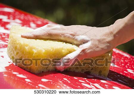 Close-up of a person's hand cleaning the car with a bath sponge View Large Photo Image Stock Image - Close-up of a person's hand cleaning the car with a bath sponge. Fotosearch