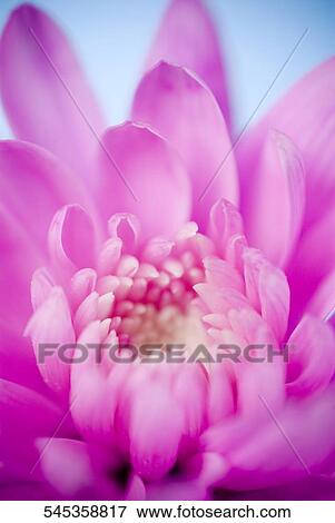 Close-up of a pink flower View Large Photo Image Stock Photo - Close-up of a pink flower. Fotosearch