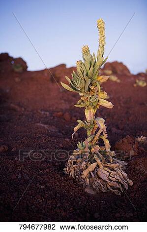 Close-up of a plant growing in a field, Mauna Kea, Hilo, Hawaii, USA View Large Photo Image Stock Image - Close-up of a plant growing in a field, Mauna Kea, Hilo, Hawaii, USA. Fotosearch