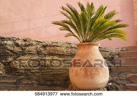 Stock Photo - Close-up of a potted plant, Cinque Terre National Park, Vernazza, La Spezia, Liguria, Italy. Fotosearch