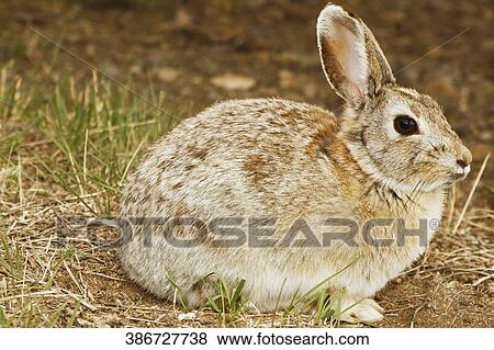 Close-up of a rabbit View Large Photo Image Stock Photo - Close-up of a rabbit. Fotosearch