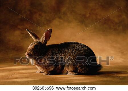 Close-up of a rabbit View Large Photo Image Stock Photograph - Close-up of a rabbit. Fotosearch