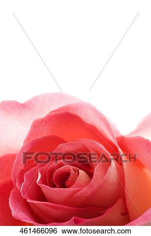 Close-up of a red rose View Large Photo Image Stock Photograph - Close-up of a red rose. Fotosearch