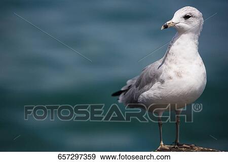 Close-up of a seagull, Oak Street Beach, 1000 North Lake Shore Drive, Chicago, Illinois, USA View Large Photo Image Stock Photo - Close-up of a seagull, Oak Street Beach, 1000 North Lake Shore Drive, Chicago, Illinois, USA. Fotosearch