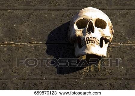 Close-up of a skull, New York City, New York State, USA View Large Photo Image Stock Image - Close-up of a skull, New York City, New York State, USA. Fotosearch
