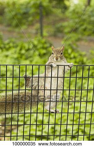 Close-up of a squirrel climbing a chain-link fence View Large Photo Image Stock Photography - Close-up of a squirrel climbing a chain-link fence. Fotosearch