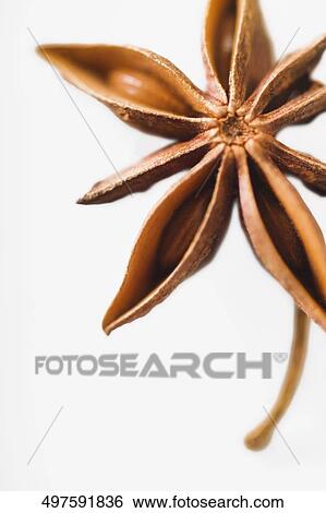 Close-up of a star anise View Large Photo Image Stock Photograph - Close-up of a star anise. Fotosearch