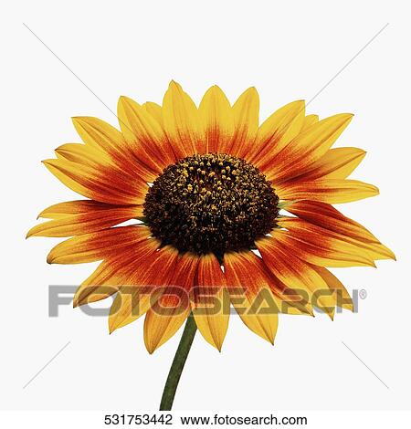 Close-up of a sunflower (Helianthus annuus) View Large Photo Image Stock Image - Close-up of a sunflower (Helianthus annuus). Fotosearch