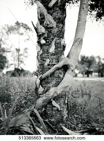 Close-up of a tree trunk View Large Photo Image Stock Image - Close-up of a tree trunk. Fotosearch