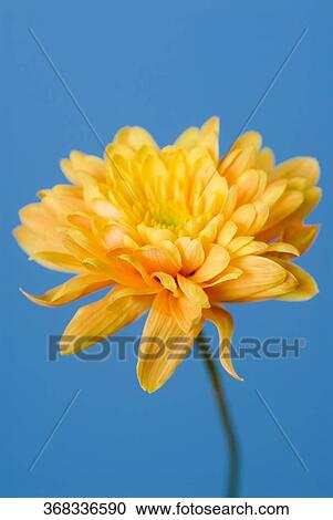 Close-up of a yellow flower View Large Photo Image Stock Image - Close-up of a yellow flower. Fotosearch