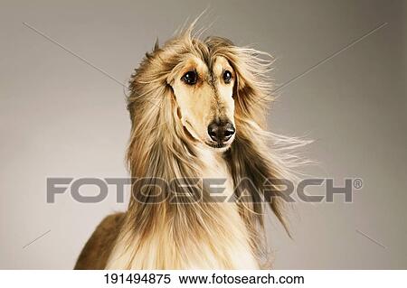 Close-up of an Afghan dog View Large Photo Image Stock Photography - Close-up of an Afghan dog. Fotosearch