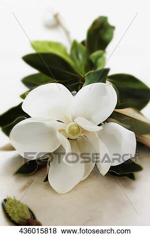 Stock Photo - Close-up of an orchid flower. Fotosearch