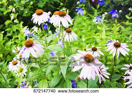 Stock Image - Close-up of Echinacea flowers in a botanical garden. Fotosearch