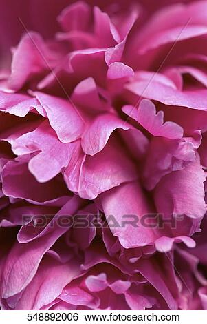 Close-up of flower petals View Large Photo Image Stock Photograph - Close-up of flower petals. Fotosearch
