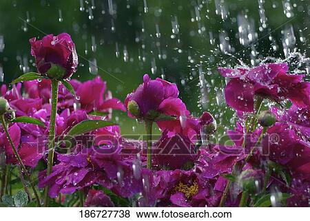 Close-up of flowers in rain View Large Photo Image Stock Photo - Close-up of flowers in rain. Fotosearch