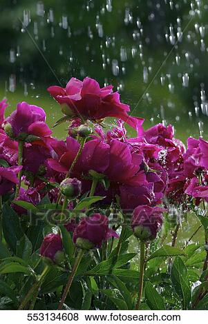 Stock Photo - Close-up of flowers in rain. Fotosearch