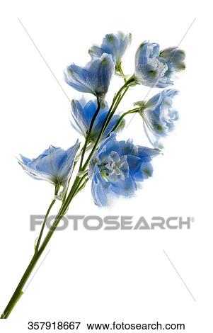 Close-up of flowers on a stem View Large Photo Image Stock Photo - Close-up of flowers on a stem. Fotosearch
