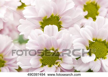 Picture - Close-up of flowers. Fotosearch