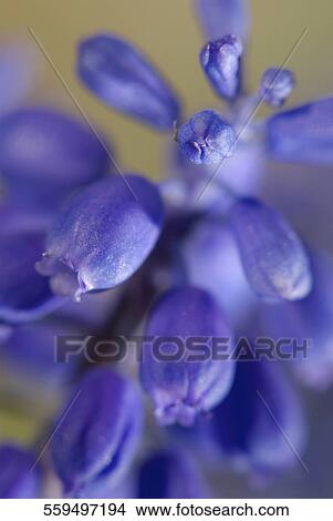Close-up of flowers View Large Photo Image Picture - Close-up of flowers. Fotosearch
