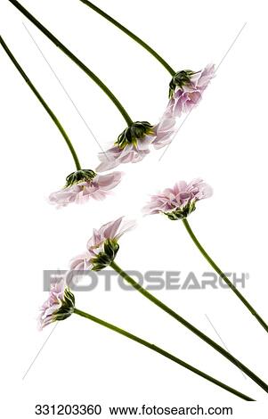 Close-up of flowers View Large Photo Image Stock Image - Close-up of flowers. Fotosearch