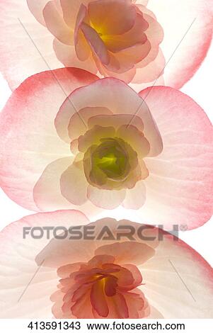 Close-up of flowers View Large Photo Image Stock Image - Close-up of flowers. Fotosearch