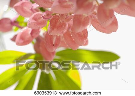 Close-up of flowers View Large Photo Image Stock Image - Close-up of flowers. Fotosearch