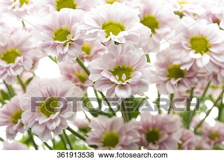 Stock Photo - Close-up of flowers. Fotosearch
