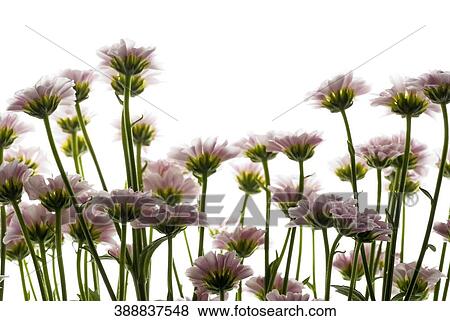Close-up of flowers View Large Photo Image Stock Photo - Close-up of flowers. Fotosearch