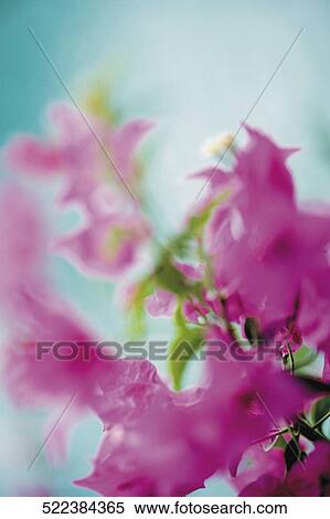 Close-up of flowers View Large Photo Image Stock Photography - Close-up of flowers. Fotosearch