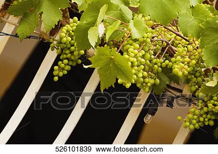Close-up of grapes on a plant, Positano, Amalfi Coast, Salerno, Campania, Italy View Large Photo Image Stock Photo - Close-up of grapes on a plant, Positano, Amalfi Coast, Salerno, Campania, Italy. Fotosearch