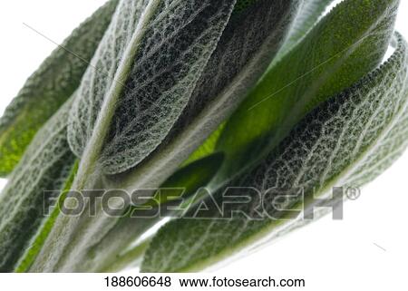 Stock Photo - Close-up of green leaves. Fotosearch
