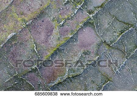 Close-up of lichen on rock View Large Photo Image Stock Photo - Close-up of lichen on rock. Fotosearch