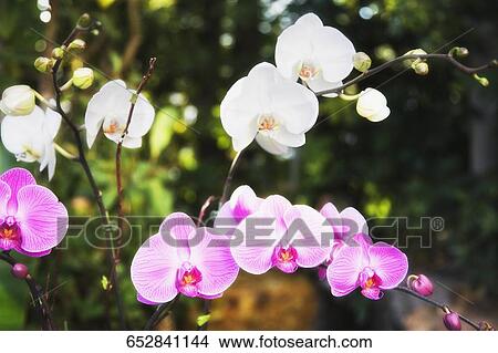 Close-up of orchids in a garden View Large Photo Image Picture - Close-up of orchids in a garden. Fotosearch