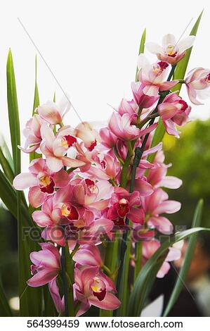 Close-up of orchids in a garden View Large Photo Image Stock Photo - Close-up of orchids in a garden. Fotosearch