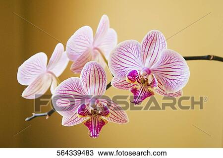 Close-up of orchids View Large Photo Image Stock Image - Close-up of orchids. Fotosearch