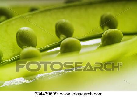 Close-up of pea pods View Large Photo Image Stock Photo - Close-up of pea pods. Fotosearch