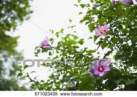Stock Photography - Close-up of pink flowers. Fotosearch