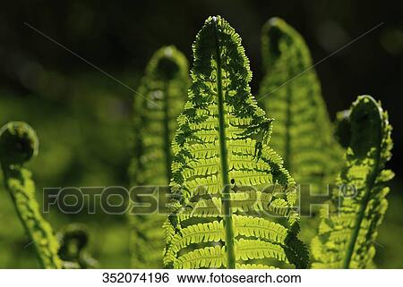 Stock Photograph - Close-up of plant leaves. Fotosearch