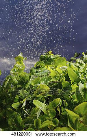 Stock Image - Close-up of plants in rain. Fotosearch