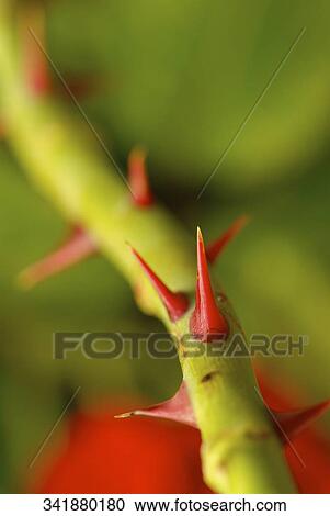 Close-up of thorns on a rose stem View Large Photo Image Stock Image - Close-up of thorns on a rose stem. Fotosearch