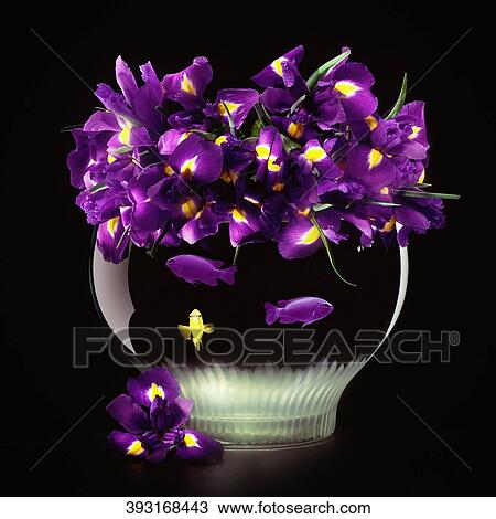 Close-up of three fish in a fishbowl with bunch of flowers View Large Photo Image Stock Image - Close-up of three fish in a fishbowl with bunch of flowers. Fotosearch