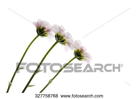 Close-up of three flowers View Large Photo Image Stock Photo - Close-up of three flowers. Fotosearch