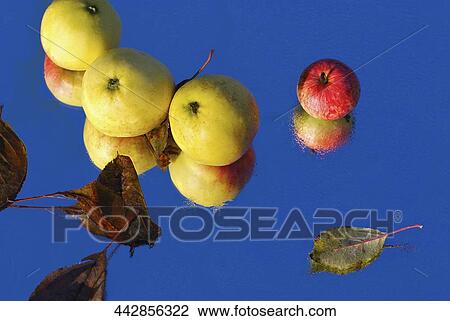 Close-up of three guavas with an apple and leaves on wet glass View Large Photo Image Stock Image - Close-up of three guavas with an apple and leaves on wet glass. Fotosearch