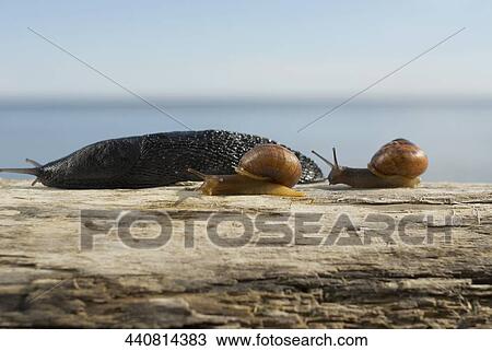 Close-up of three snails on a log View Large Photo Image Stock Image - Close-up of three snails on a log. Fotosearch