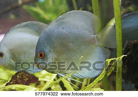 Close-up of two fish underwater View Large Photo Image Stock Image - Close-up of two fish underwater. Fotosearch