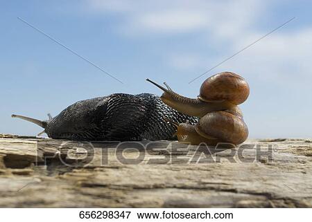 Stock Photo - Close-up of two snails mating. Fotosearch