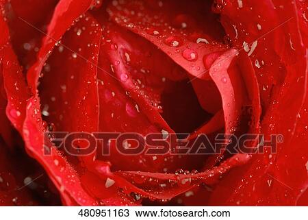 Close-up of water droplets on a rose View Large Photo Image Stock Image - Close-up of water droplets on a rose. Fotosearch